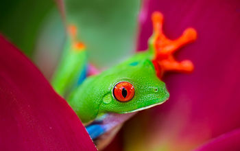 Red-eyed tree frog in Costa Rica