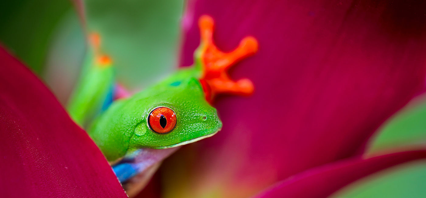 Image: Red-eyed tree frog in Costa Rica (Photo Credit: Goway Travel/kikkerdirk/Adobe Stock)