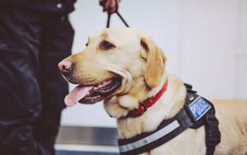 Airport police sniffer dog, Labrador retriever.