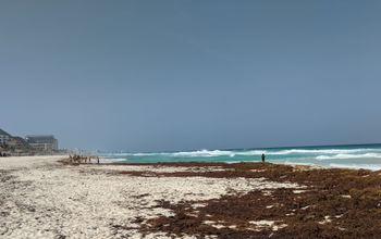 Sargassum in Mexico