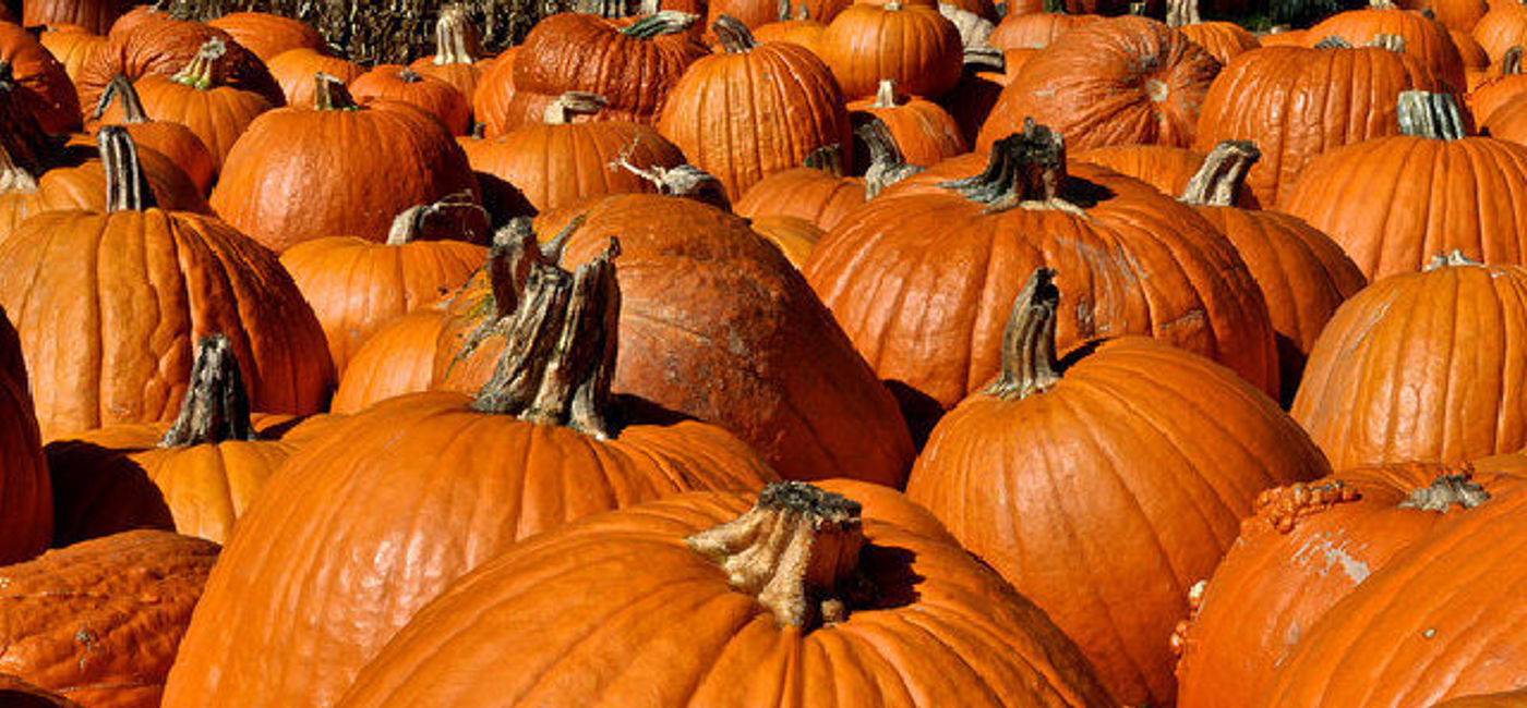 Image: PHOTO:  Few things are as fun as picking out your own pumpkin. (photo via Flickr/Geoff Livingston)