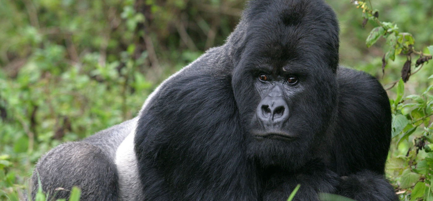Image: PHOTO: A silverback mountain gorilla in the Rwandan rainforest. (Photo via iStock / Getty Images Plus / erwinf)