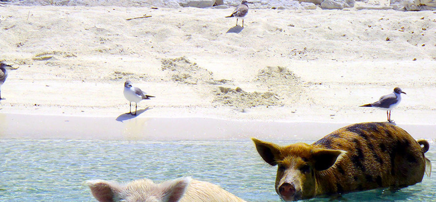 Image: PHOTO: Swimming pigs, the Bahamas (Photo via Flickr/Christopher Dorobek)