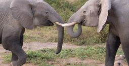 Amboseli National Park, Kenya