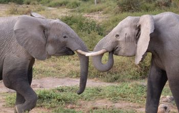 Amboseli National Park, Kenya