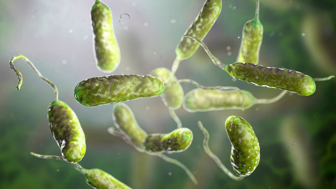 A 3D illustration of Vibrio vulnificus bacteria. Vibrio vulnificus, flesh-eating, bacteria, microbes, pathogens