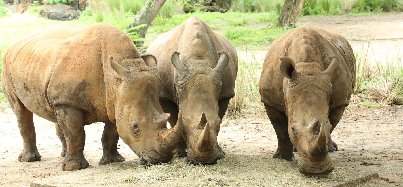 Image: PHOTO: Disney's Animal Kingdom Rhinos ((photo via Disney's Animal Kingdom))
