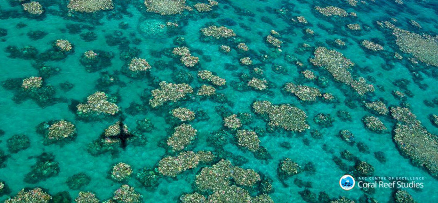 Image: PHOTO: Scientists recently completed a coral fertility treatment that could help regenerate coral around the world. (photo courtesy of ARC Centre of Excellence for Coral Reef Studies/Ed Roberts} (ARC Centre of Excellence for Coral Reef Studies/Ed Roberts)