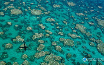 PHOTO: Coral bleaching at Cairns Townsville along the Great Barrier Reef. (photo courtesy of ARC Centre of Excellence for Coral Reef Studies/Ed Roberts}