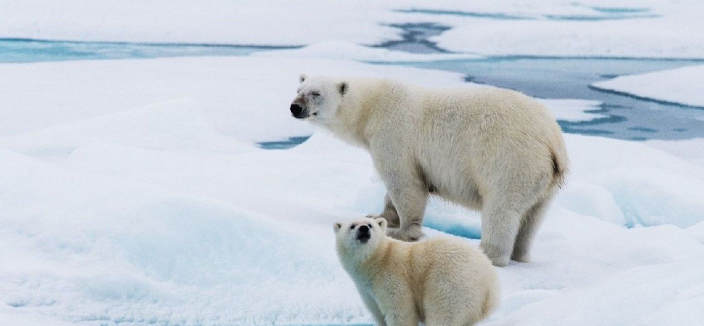 Image: Polar bears. (photo via Aurora Expeditions)