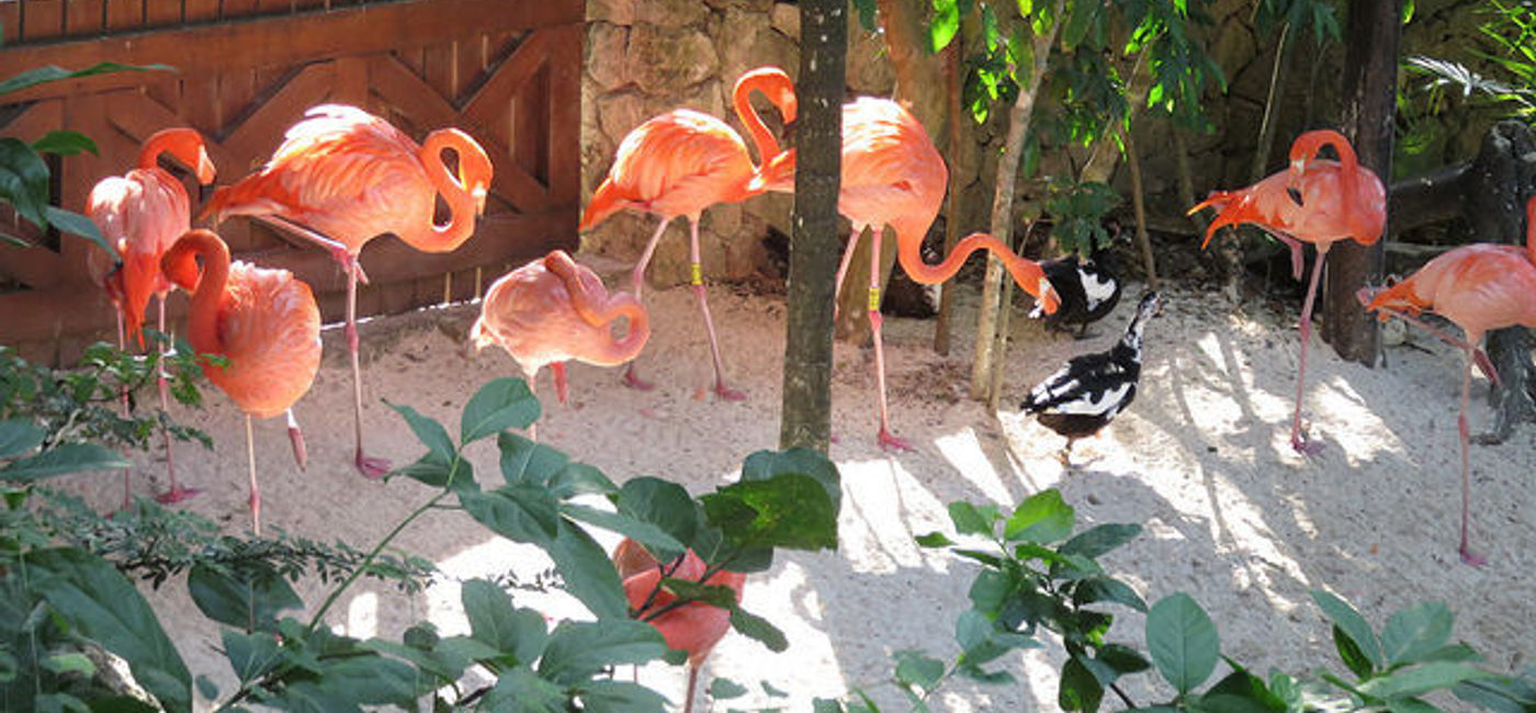 Image: PHOTO: Flamingos at Xcaret Park. (photo via Flickr/Curtis & Renee)