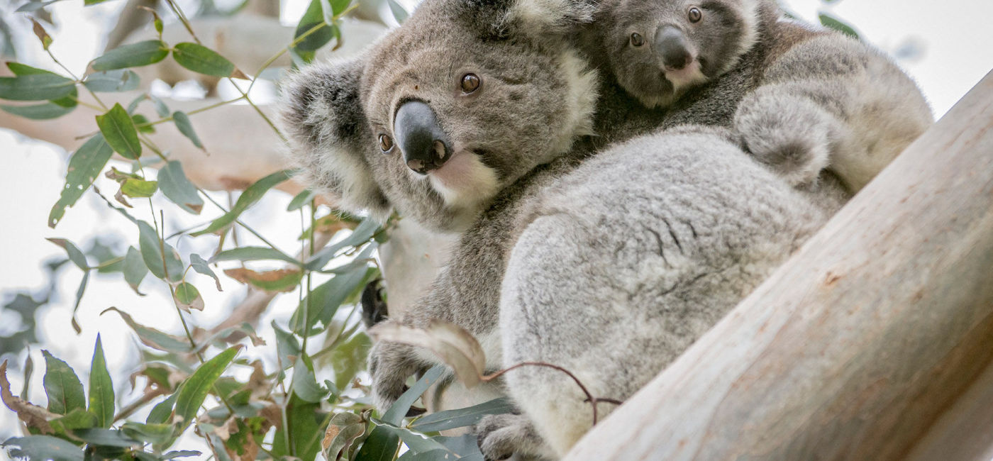 Image: PHOTO: Koalas in Victoria, Australia (photo courtesy Tourism Australia)