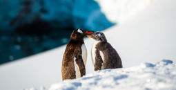 Get a $1,000 Air Credit on the 9-day Antarctic Explorer Express