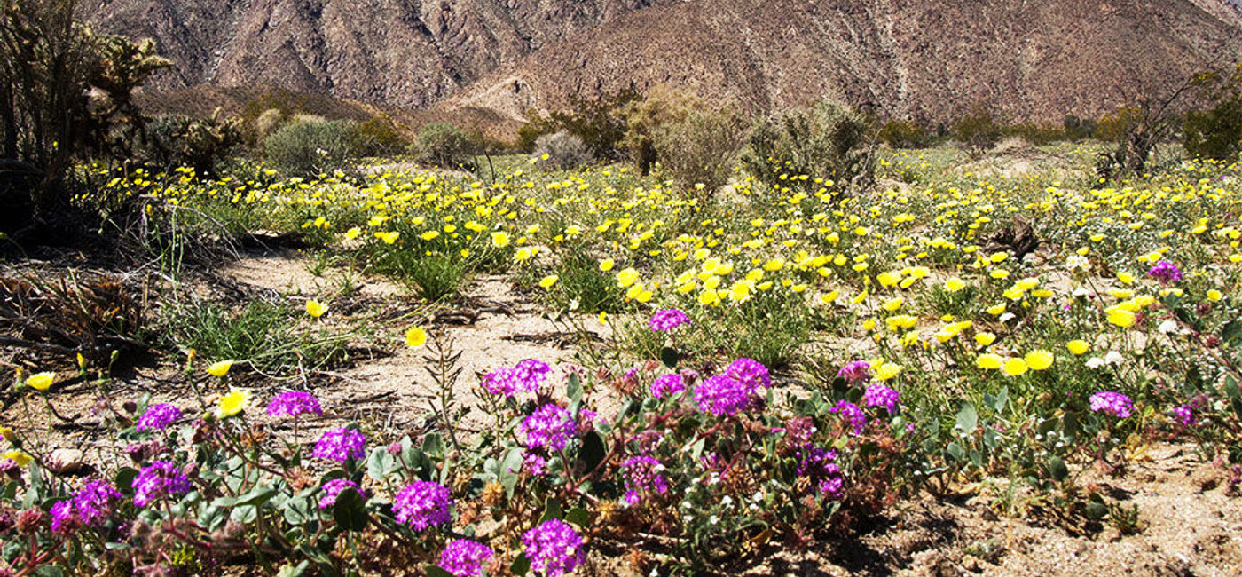 Image: PHOTO: This should be a record year for California wildflowers. (photo via Flickr/Robb Hannawacker)