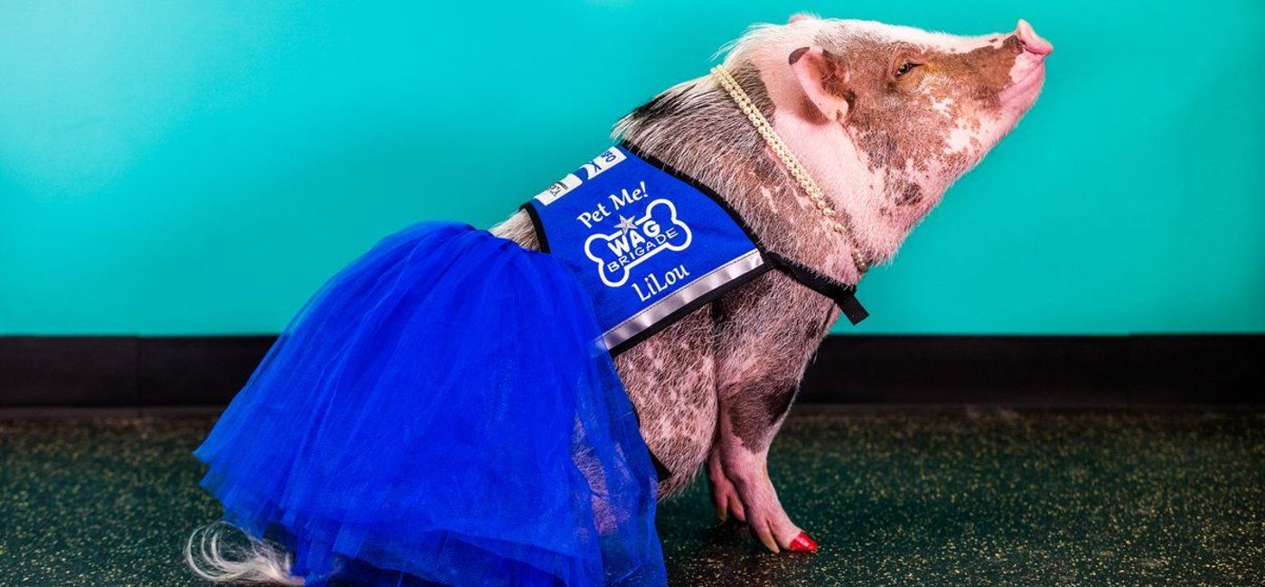 Image: LiLou the therapy pig.  (Photo via @FlySFO)