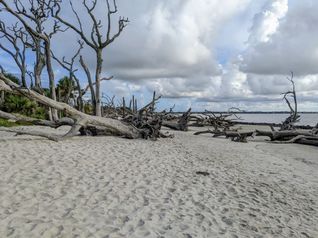 Driftwood Beach on Jekyll Island, Georgia