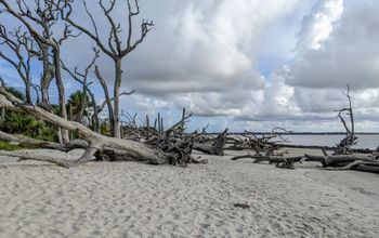 Driftwood Beach on Jekyll Island, Georgia