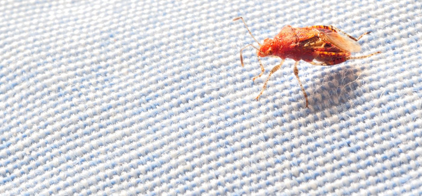 Image: PHOTO: Bed bug on a blanket. (photo via jluizmail/iStock/Getty Images Plus)