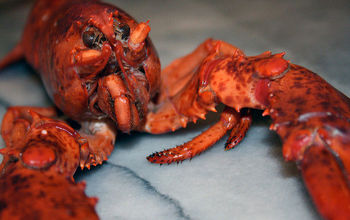 A large, cooked lobster