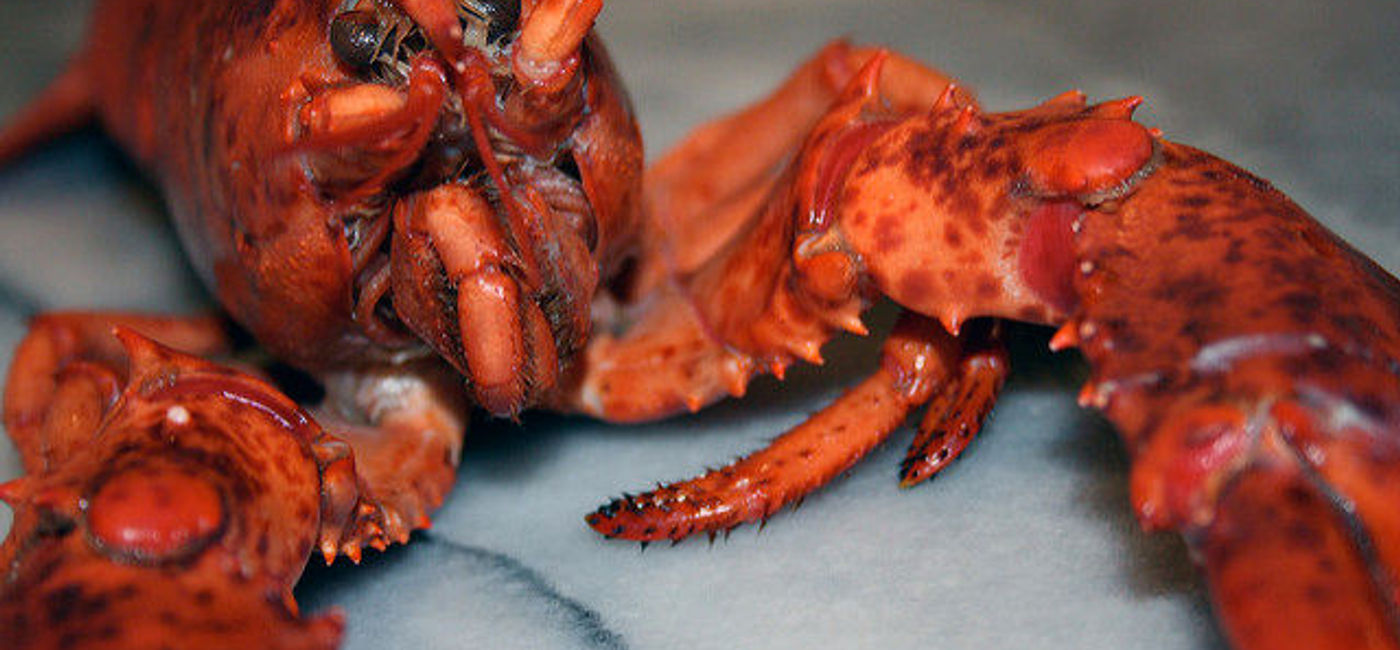 Image: PHOTO: A large, cooked lobster. (photo via Flickr/Jan Beckendorf)
