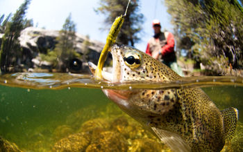 Fish on the line while fishing. 