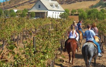 Horseback Riding through the Temecula Vineyards