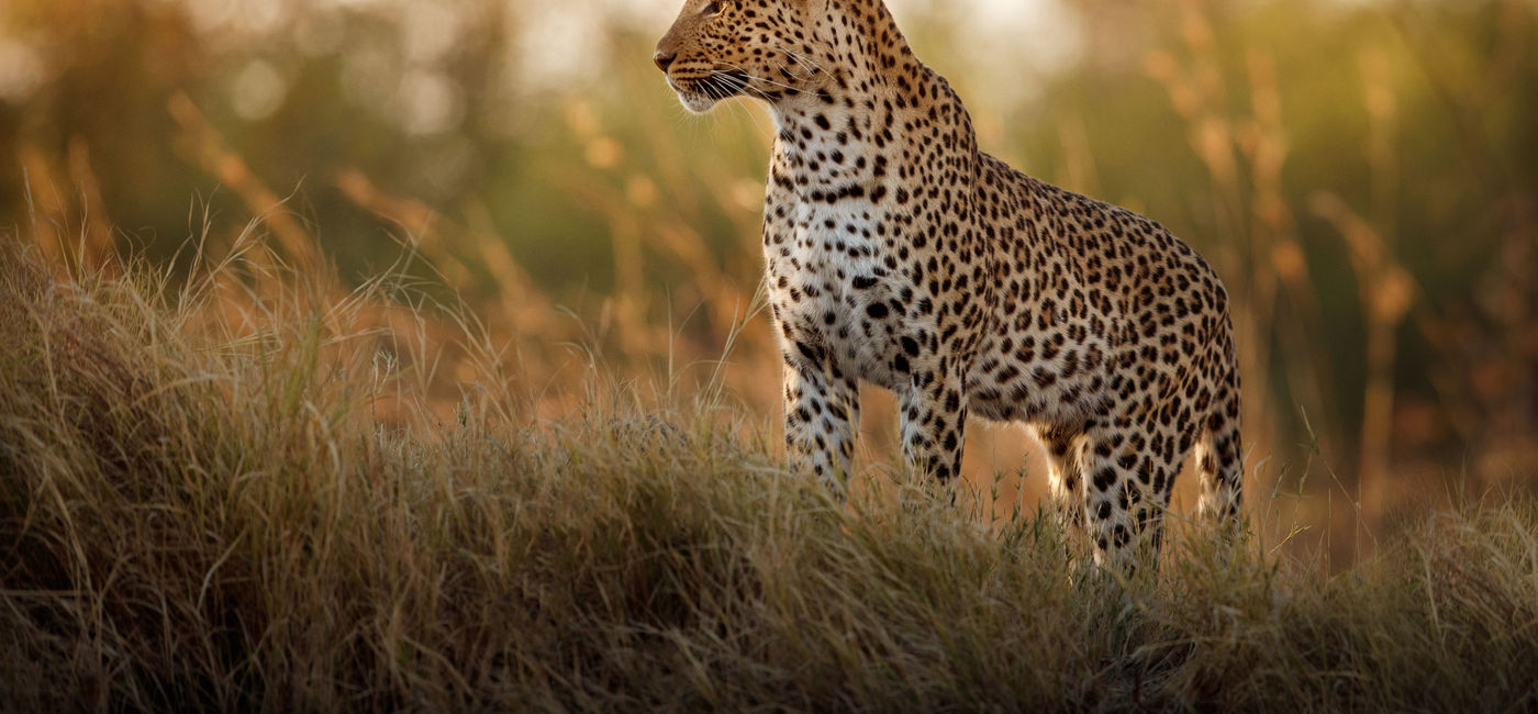 Image: Leopard in Africa. (photo courtesy of Ker & Downey Africa)