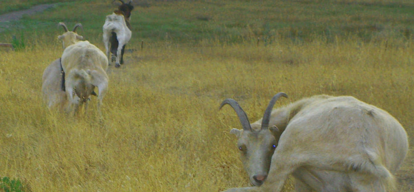Image: PHOTO: Do yoga with a goat in Amsterdam. (Photo courtesy of Flickr/benketaro)