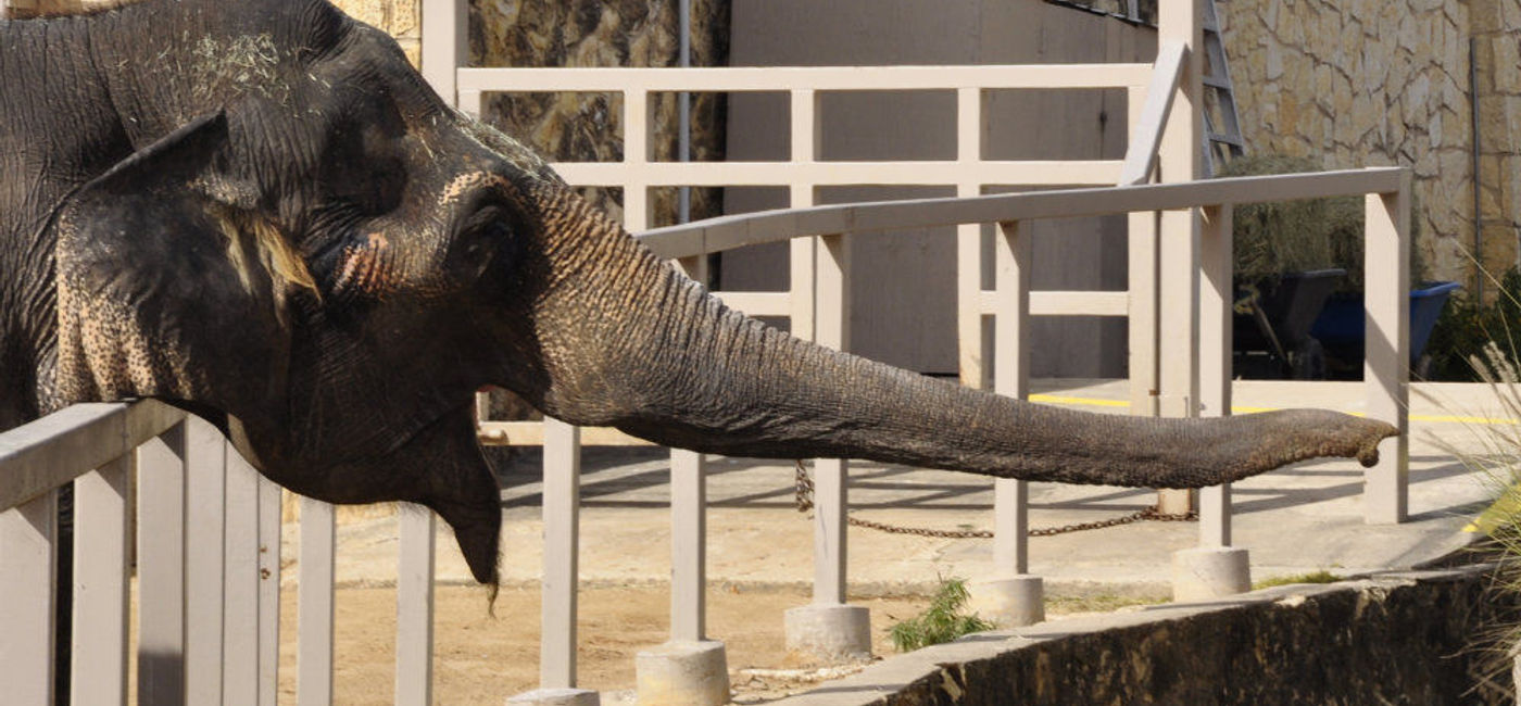 Image: PHOTO: Zoos are increasingly coming under fire for the living conditions of their animals. (photo via Flickr/Amboo Who)