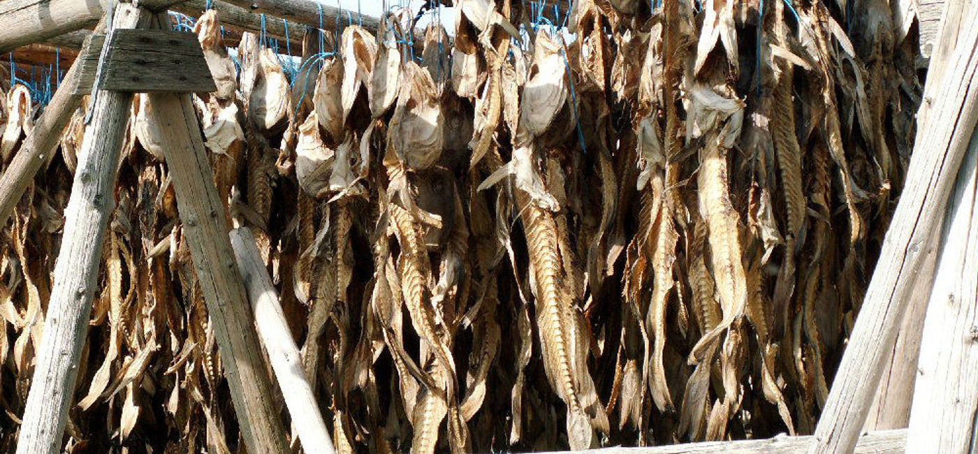 Image: PHOTO: Stockfish is to Iceland what beef jerky is to the United States, (photo via Flickr/Ulrich Latzenhofer)