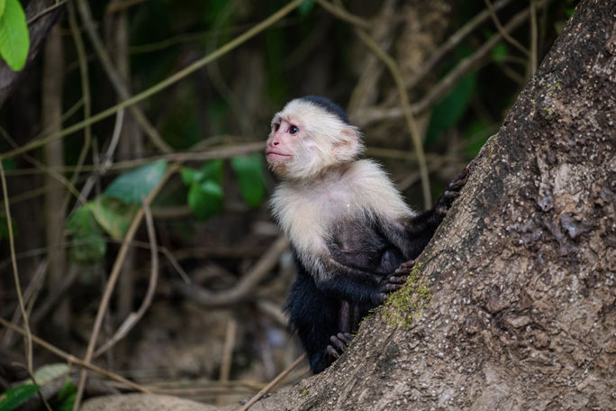 White-faced Capuchin monkey, photographed during a National Geographic Expeditions "Costa Rica: Conservation and Ecology" trip. White-faced, Capuchin, monkeys, National Geographic Expeditions, Costa Rica, conservation, ecology, wildlife, rainforests, Central America, Rio Frio, Cano Negro