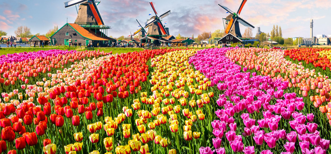 Image: PHOTO: Traditional windmills and tulip garden in the Netherlands. (Photo via iStock/Getty Images Plus/Olena_Znak)