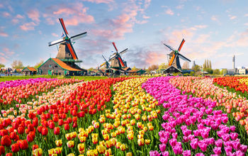 Traditional windmills and tulip garden in the Netherlands.