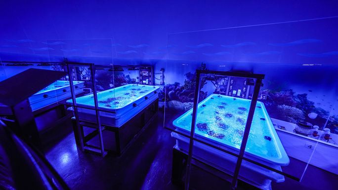 Living coral specimens housed inside SeaWorld Orlando's Coral Rescue Center. SeaWorld, Orlando, Coral Rescue Center, Florida, theme parks, coral reefs, conservation, repopulation, restoration efforts, endangered species