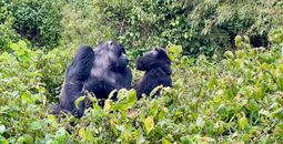 Gorilla trekking in Volcanoes National Park, Rwanda