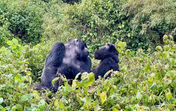 Gorilla trekking in Volcanoes National Park, Rwanda