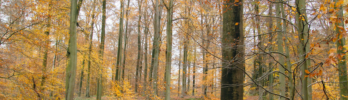 Belgium, autumn forest, European forest, forest in Europe, Sonian Forest