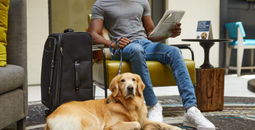 Golden Retriever, dogs, canines, pets, owners, hotels, stays, pet-friendly, Hilton