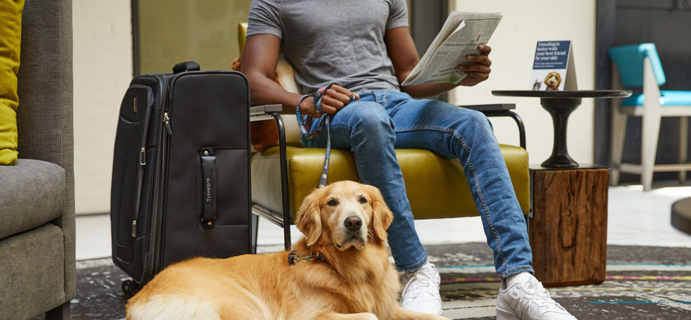 Image: A Golden Retriever joins its owner for a stay at one of Hilton's pet-friendly hotels. (Source: Hilton)