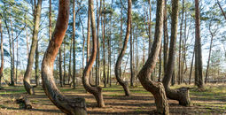 forests in Europe, forests in Poland, Polish forests, European forests, crooked forest
