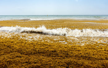 Sargassum Algae Washes Up on a Mexican Beach