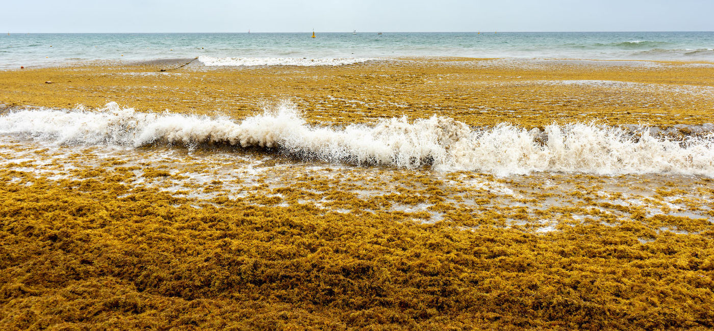Image: An overgrowth of sargassum choking the waters around Florida. (Image via Getty Images/carlosrojas20)