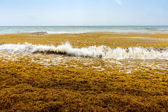 Sargassum Algae Washes Up on a Mexican Beach Sargassum Algae Washes Up on a Mexican Beach