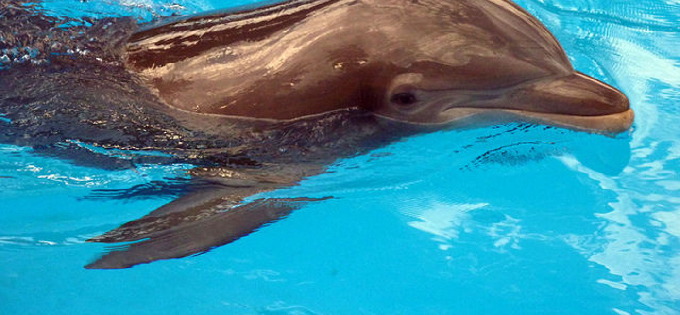 Image: PHOTO: Dolphin. (photo via Flickr/Sean MacEntee)