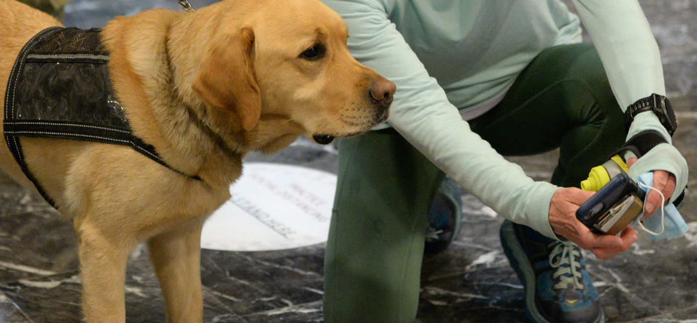 Image: PHOTO: Labrador retriever involved in the New York National Guard's Operation COVID-19. (Photo via Flickr/U.S. Air National Guard/Sean Madden)