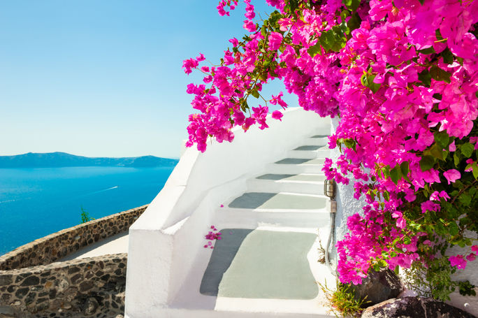 Flowers in Santorini, Greece