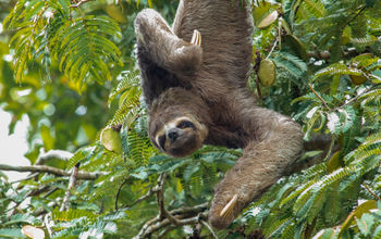sloth, Peru, animals in Peru, Peruvian Amazon, rainforest animals, Pacaya Samiria National Reserve