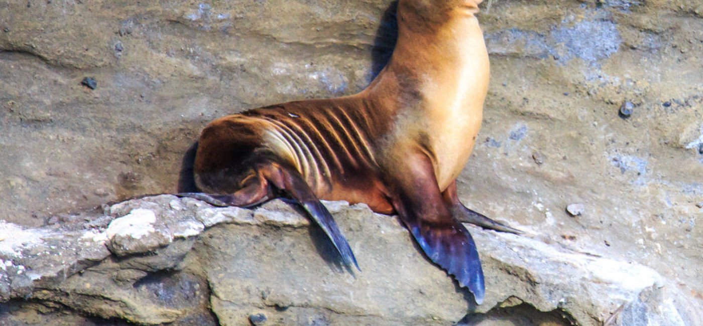 Image: PHOTO: A precarious rock perch for a sea lion off the tip of Daphne Major in the Galapagos Islands. (Photo via Flickr/Murray Foubister) (Photo via Flickr/Murray FoubisterSe)