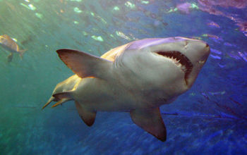Shark lurking underwater
