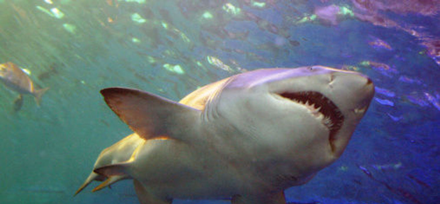 Image: PHOTO: Shark lurking underwater. (photo courtesy of Thinkstock)